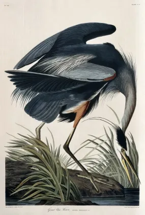 Great Blue Heron, 17 1/2 x 26 inches